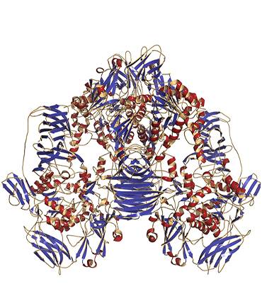 schéma Lactase