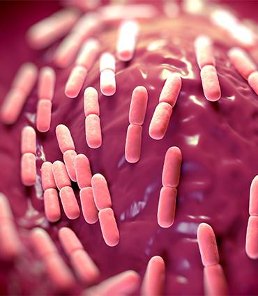 exemple Lactobacillus salivarius SP2