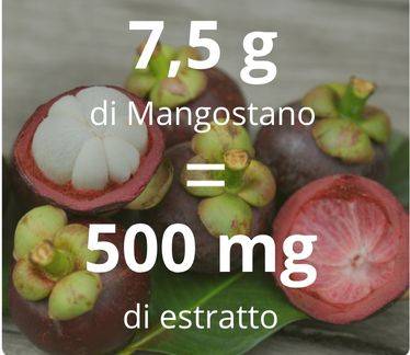Extrait standardisé de Mangoustan 15:1 hautement concentré – 500 mg équivaut à 7,5 g de plante sèche 