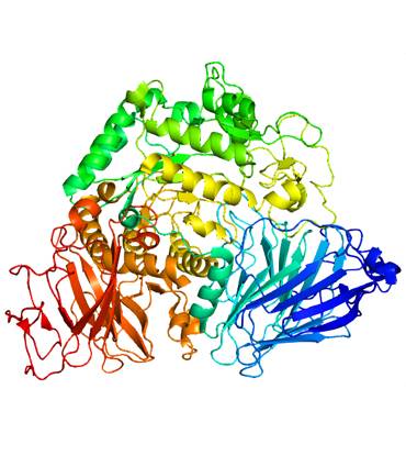 exemple Maltase