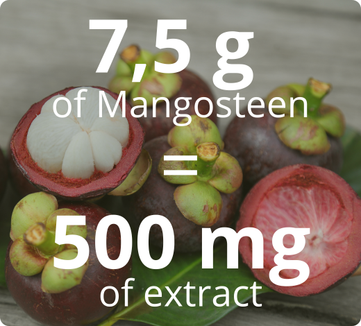 Highly concentrated standardized Mangosteen extract 15:1 – 500 mg equivalent to 7.5 g of dried plant