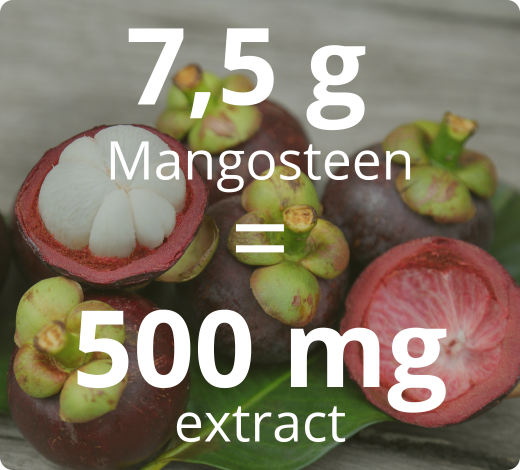 Extrait standardisé de Mangoustan 15:1 hautement concentré – 500 mg équivaut à 7,5 g de plante sèche 