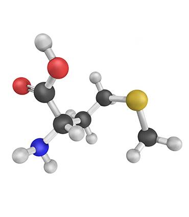 schéma Méthionine