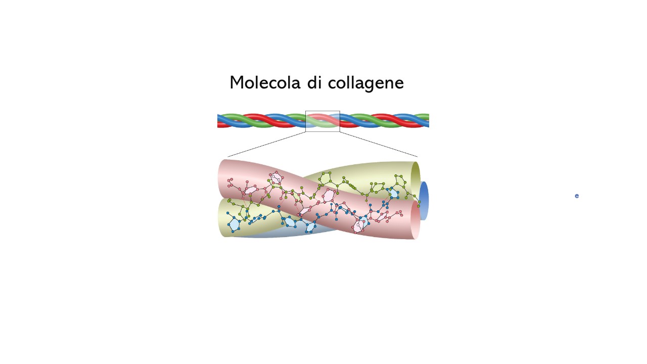 Molecola di collagene