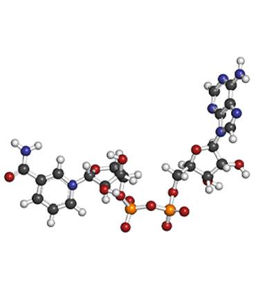 schéma Nicotinamide Adénine Dinucléotide