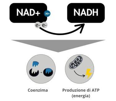 association synergique myo inositol d-chiro inositol