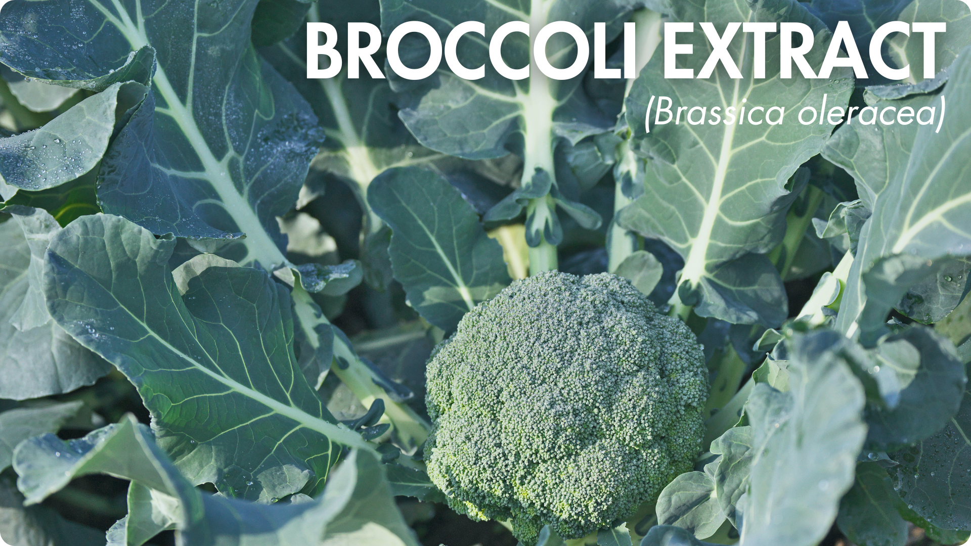 extrait de brocoli titré en sulforaphane