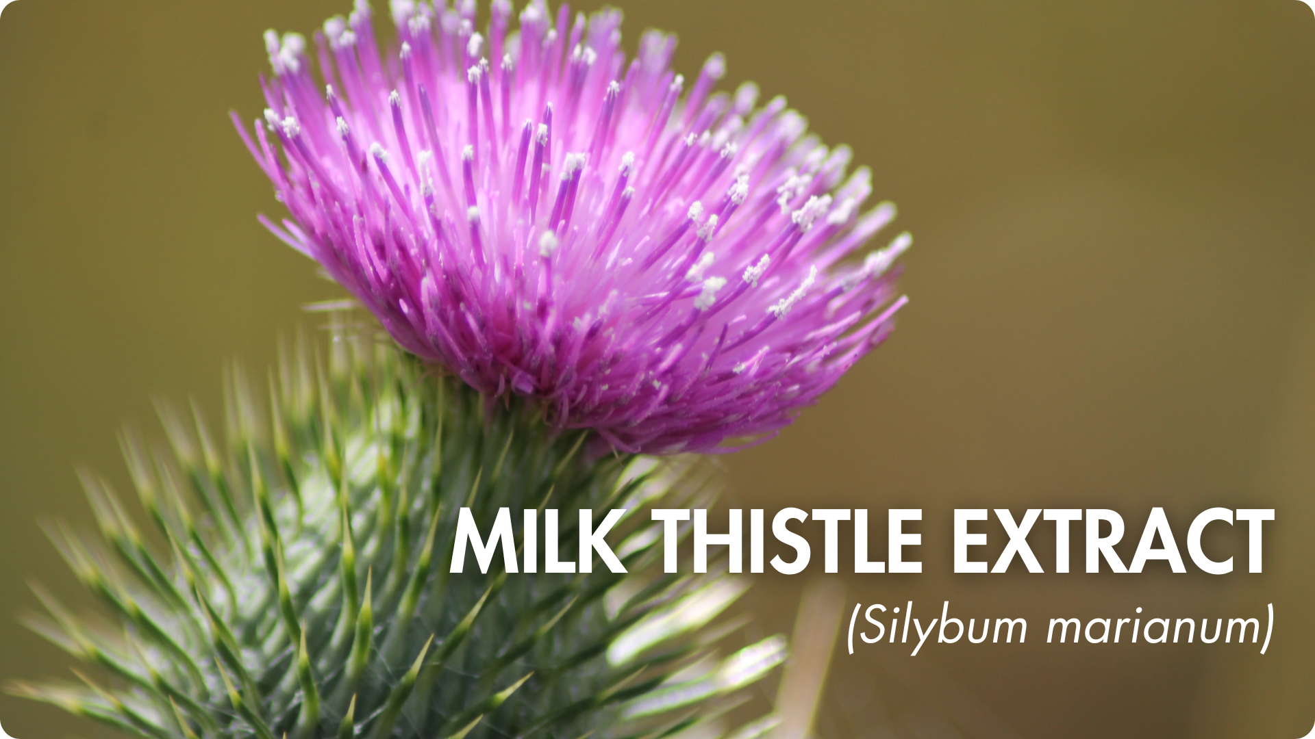 biodisponibilité optimale coenzymée picolinate