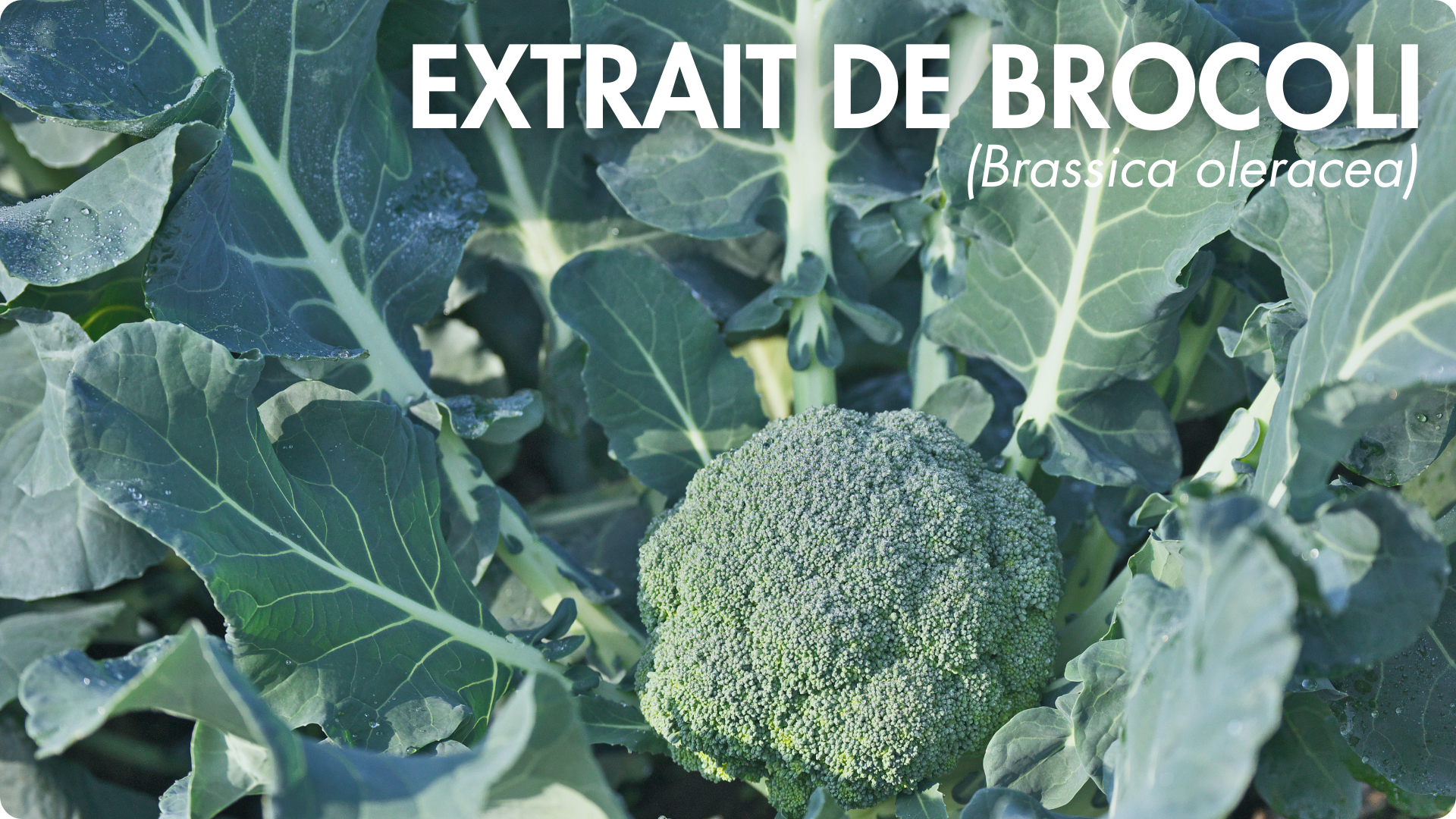 extrait de brocoli titré en sulforaphane