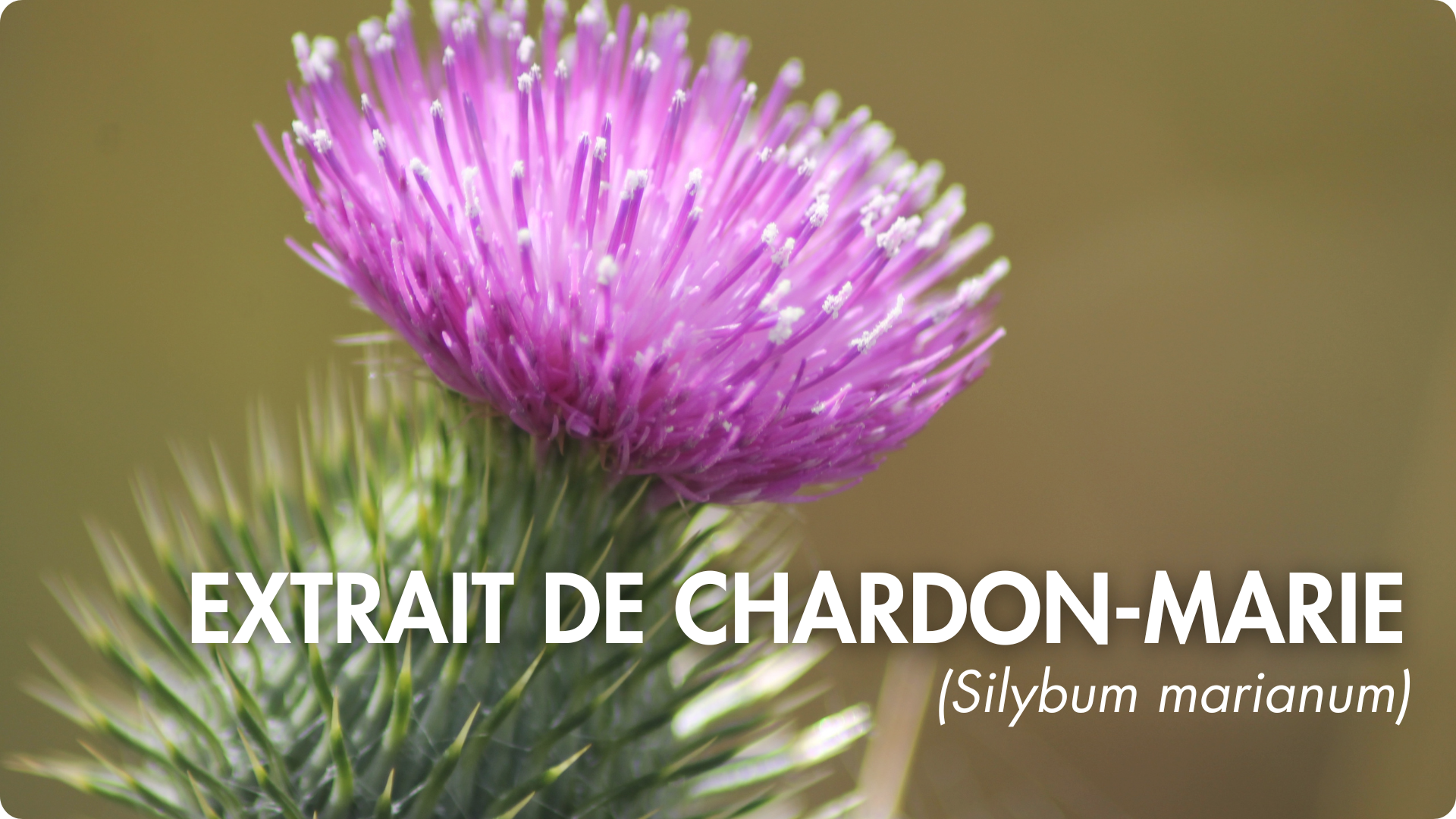 biodisponibilité optimale coenzymée picolinate