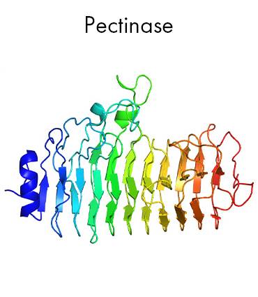 schéma Pectinase