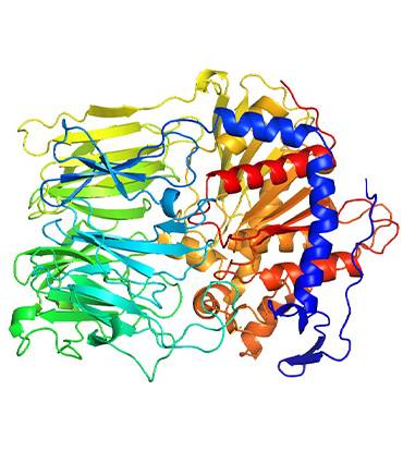 schéma schéma Prolyl-oligopeptidase