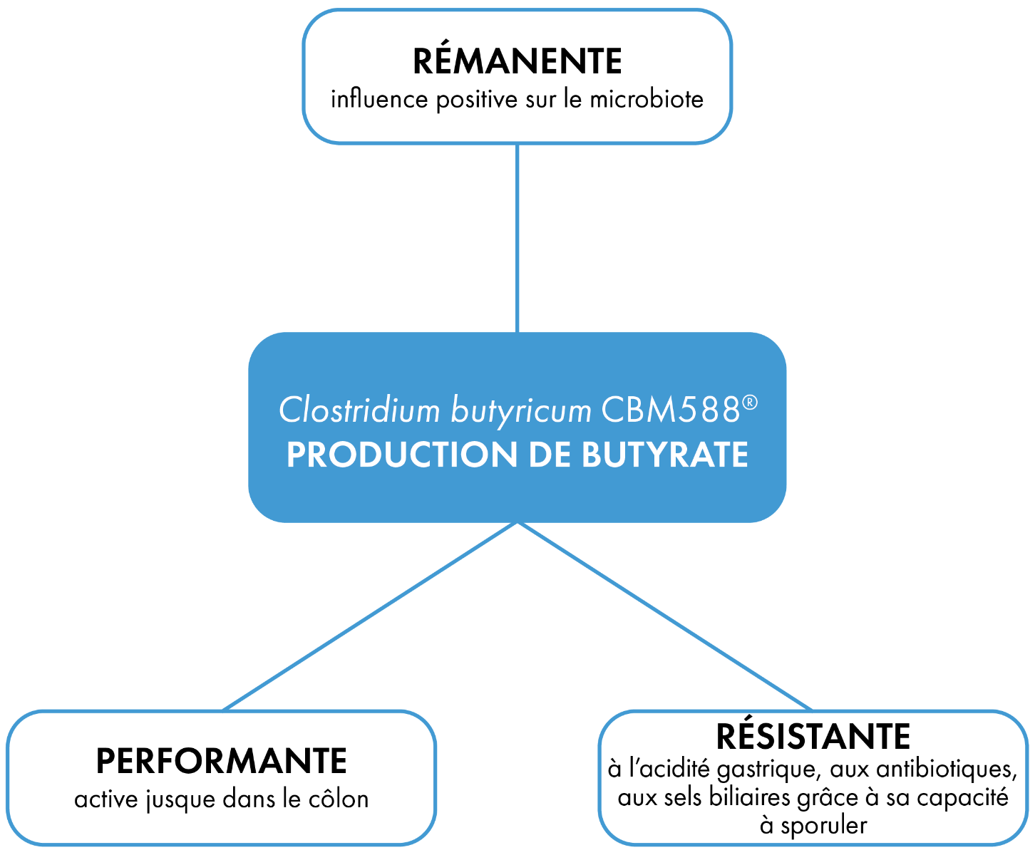 Clostridium Butyricum souche probiotique productrice de butyrate
