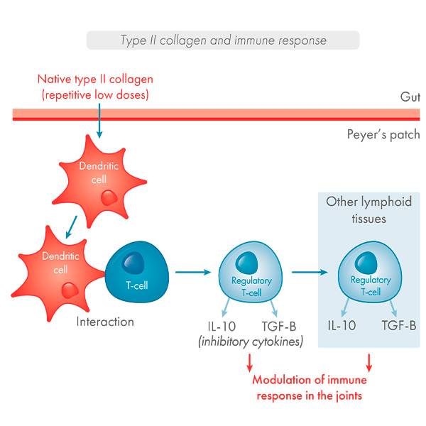 schema collagene de type II
