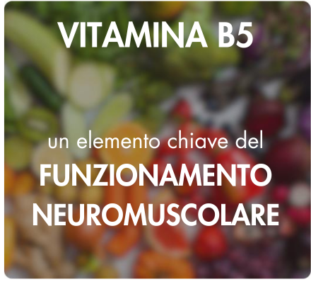 biodisponibilité optimale coenzymée picolinate