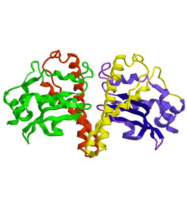 schéma SOD (Superoxyde Dismutase)