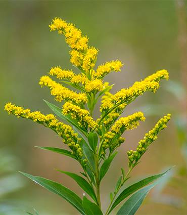 exemple Solidago