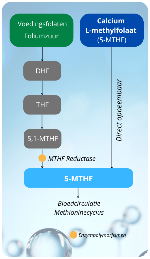 complément alimentaire vitamine B9 sous sa forme la plus biodisponible