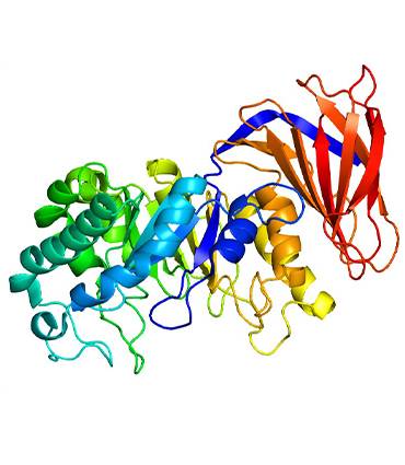 schéma Xylanase