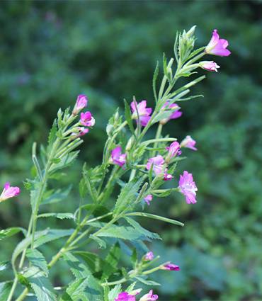 exemple Épilobe à petites fleurs