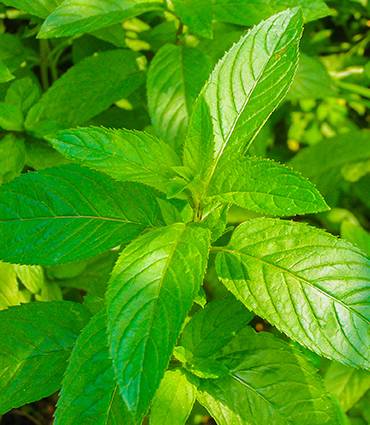 Menthe poivrée : bienfaits, origine, sources et propriétés - Therascience