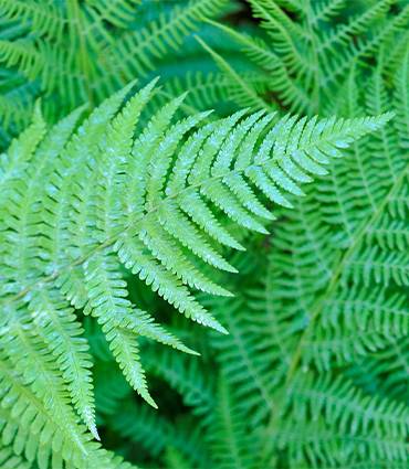 exemple Polypodium leucotomos