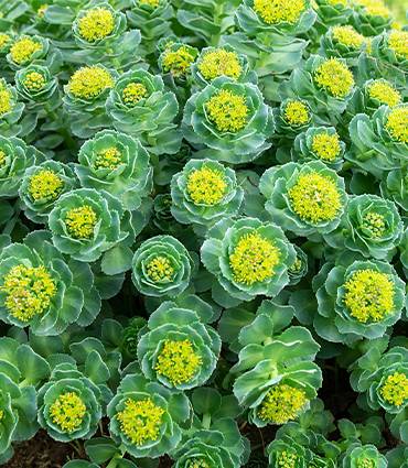 exemple Rhodiola